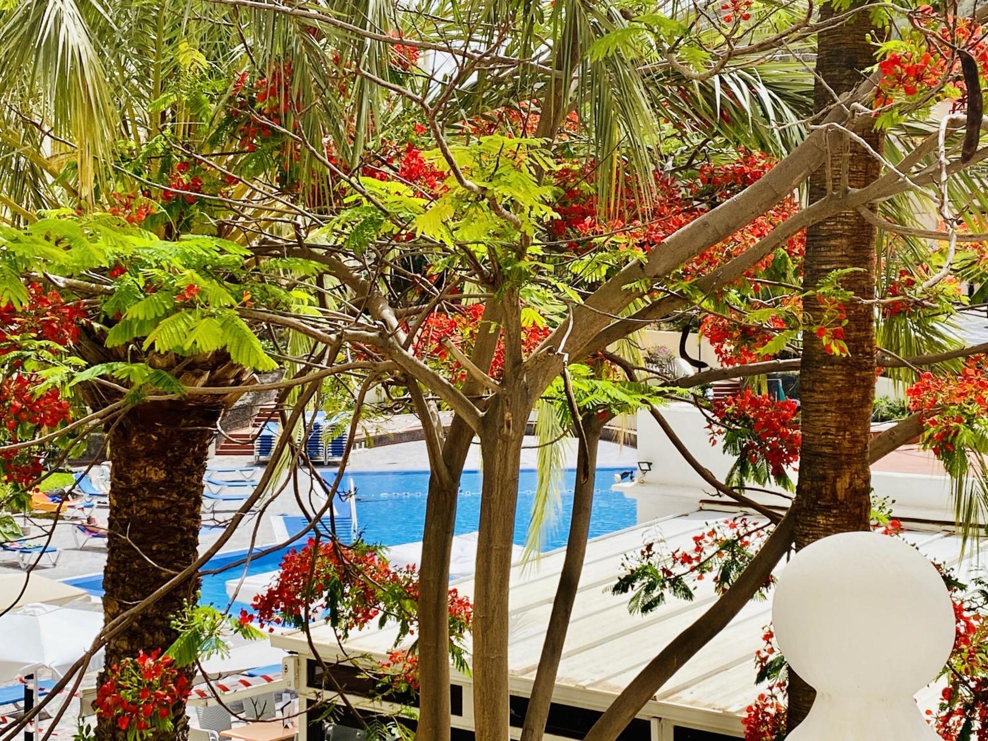 Castle Harbour Melanie'S Apartment By Lovetenerife Los Cristianos  Εξωτερικό φωτογραφία